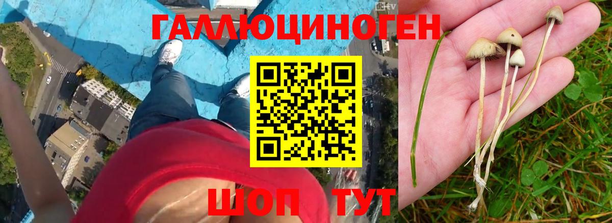 Галлюциногенные грибы Psilocybine cubensis  Вход с VPN  Крымск 